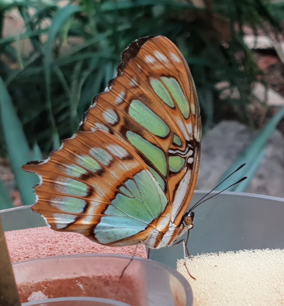 Malachite - Siproeta stelenes
