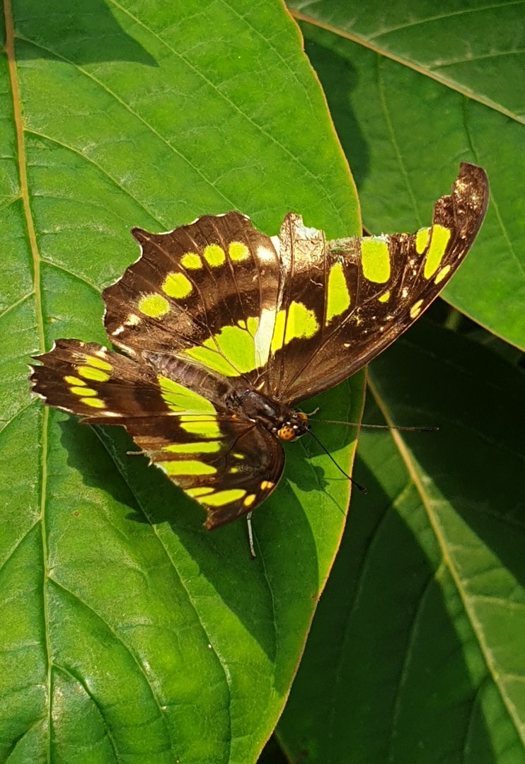 Malachite - Siproeta stelenes