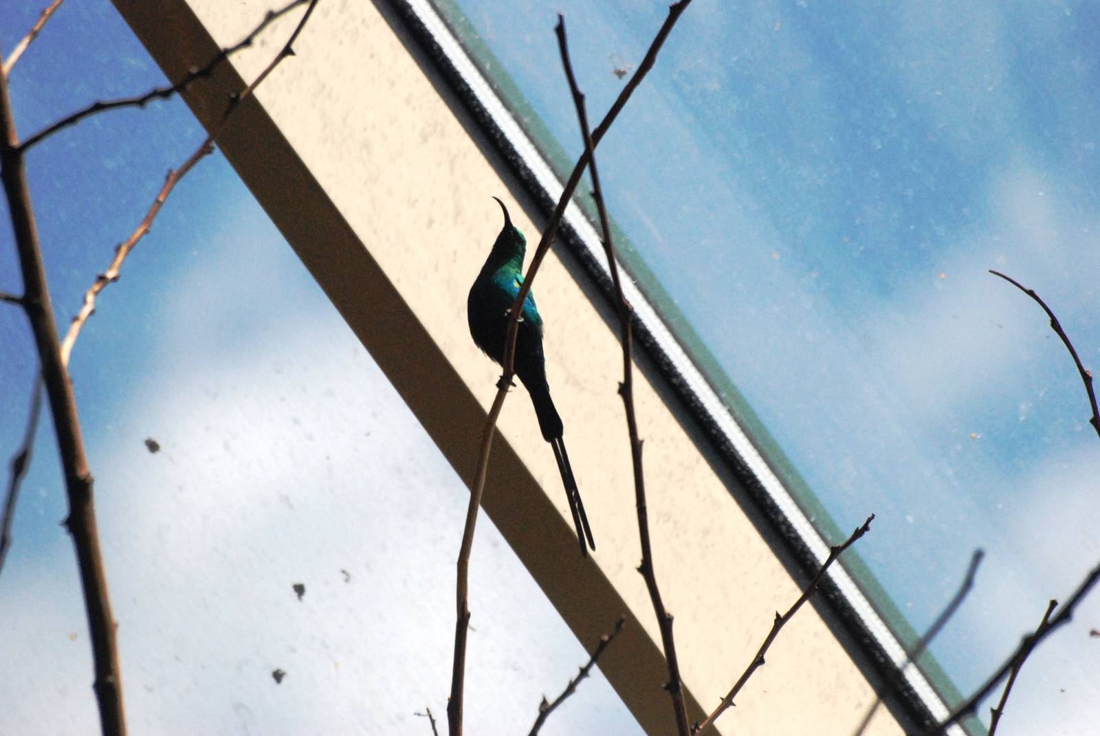 Malachite Sunbird at Vienna, 14/06/13