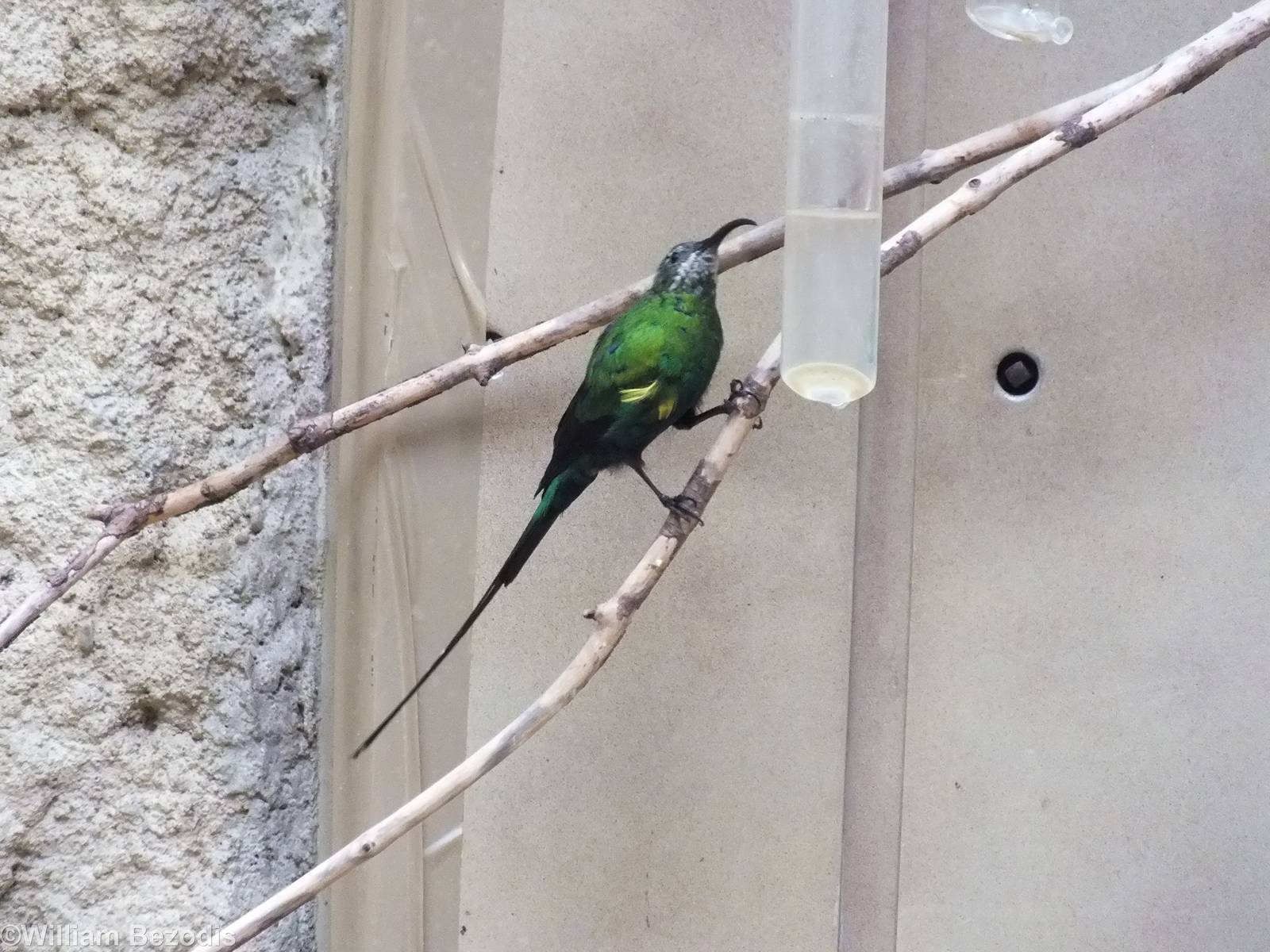 Malachite Sunbird in African Savannah Section of Bird house