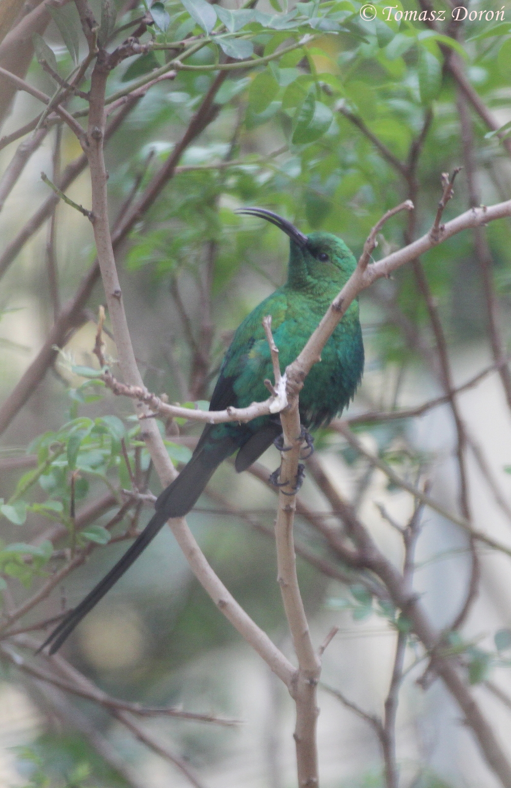 Malachite Sunbird (Nectarinia famosa) male, April 2013