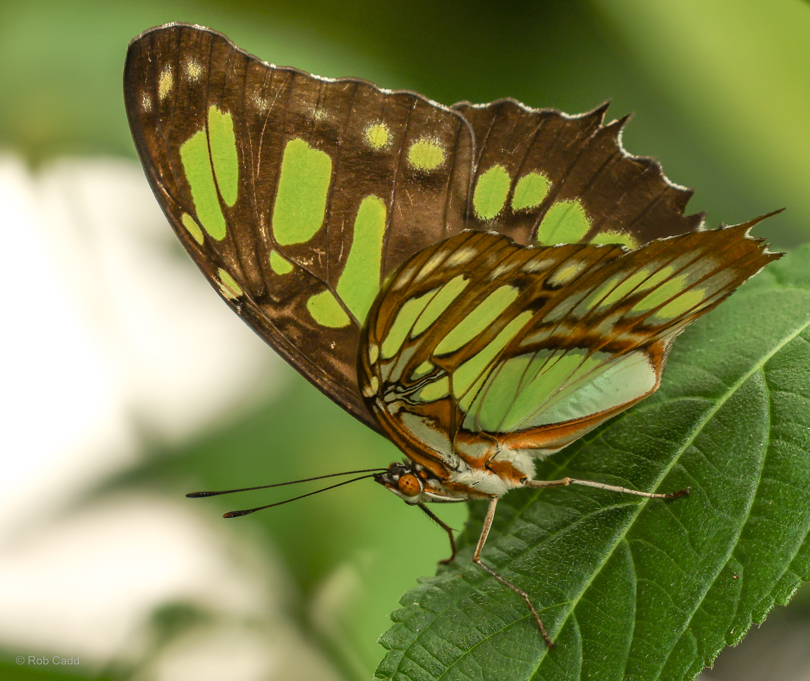 Malachite : Whipsnade Zoo : 14 Jul 2024