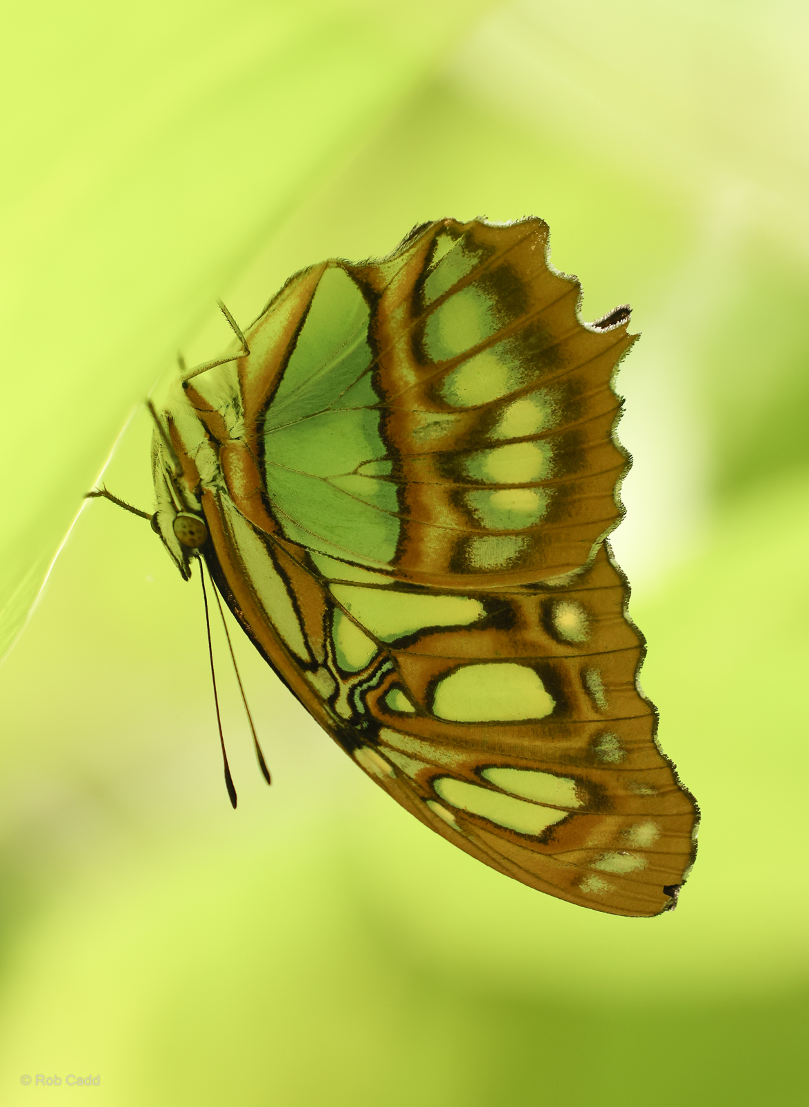 Malachite : Whipsnade Zoo : 14 Jul 2024