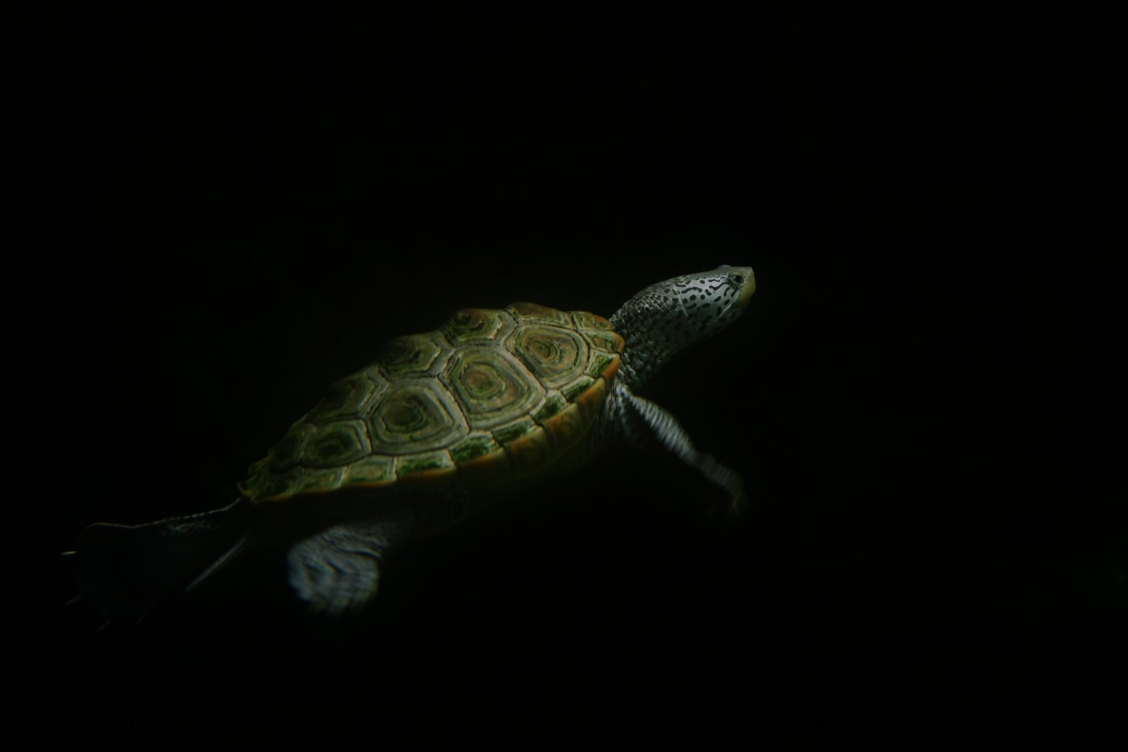 Malaclemys terrapin