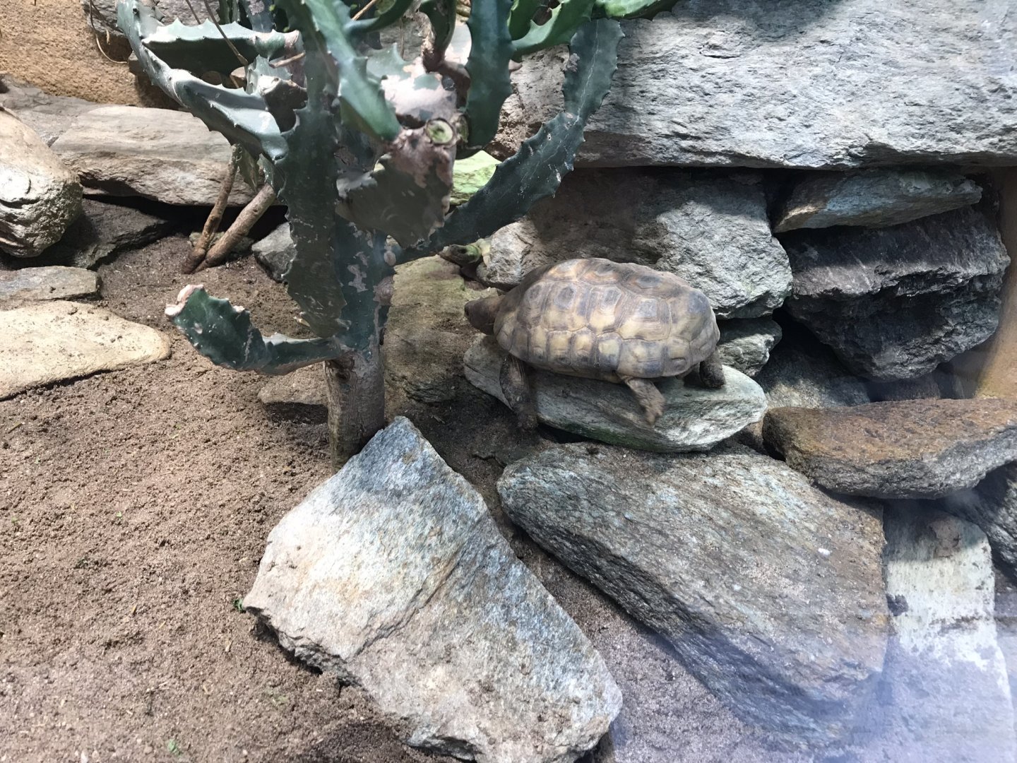 Malacochersus tornieri 280118