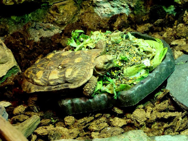 Malacochersus tornieri