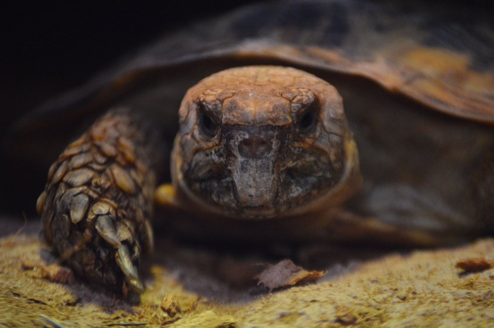 Malacochersus tornieri