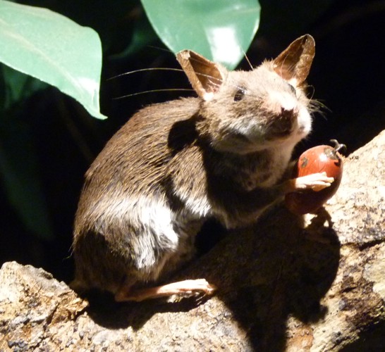 Malacomys edwardsi (preserved)