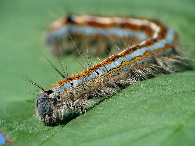 Malacosoma neustria