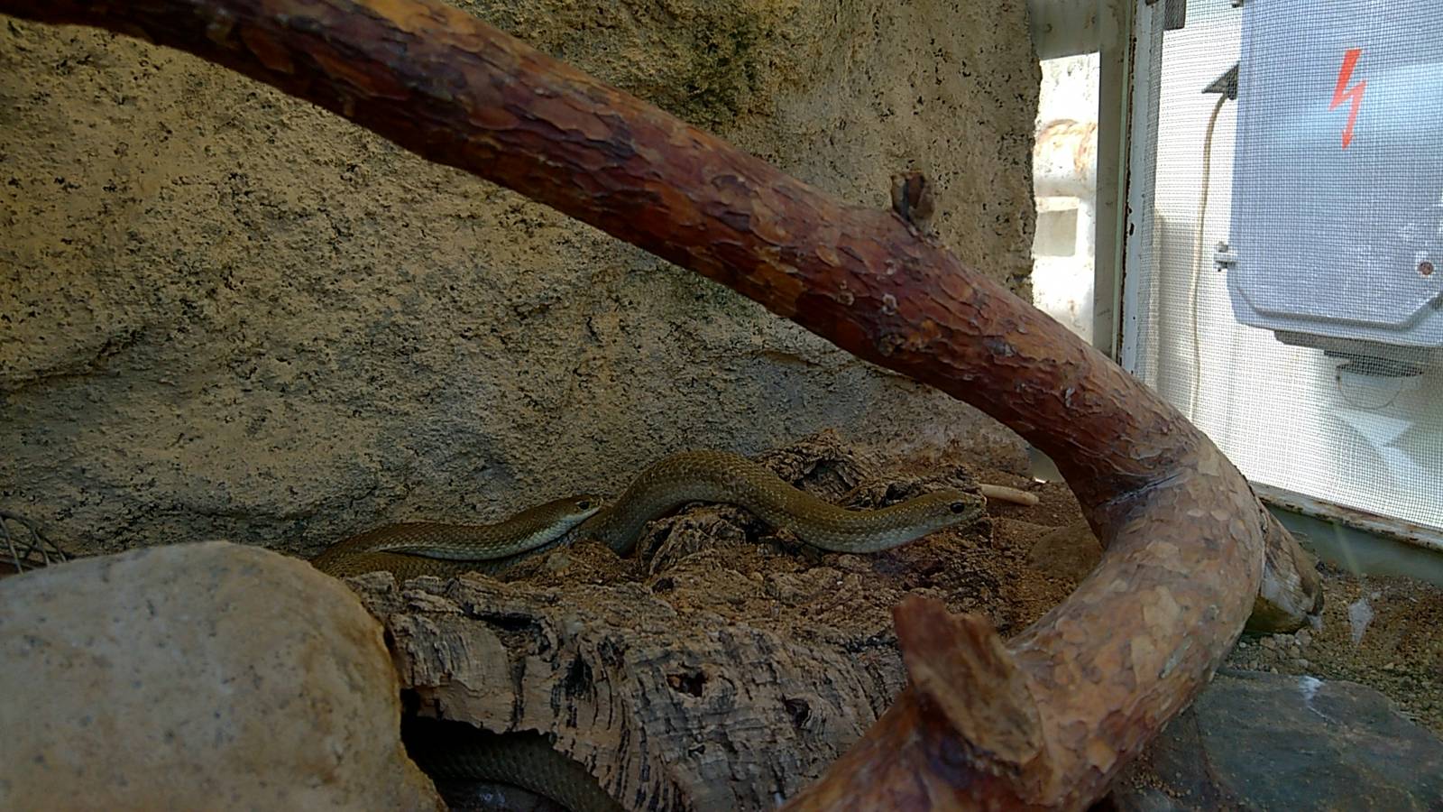 Malagasy blonde hognose snake