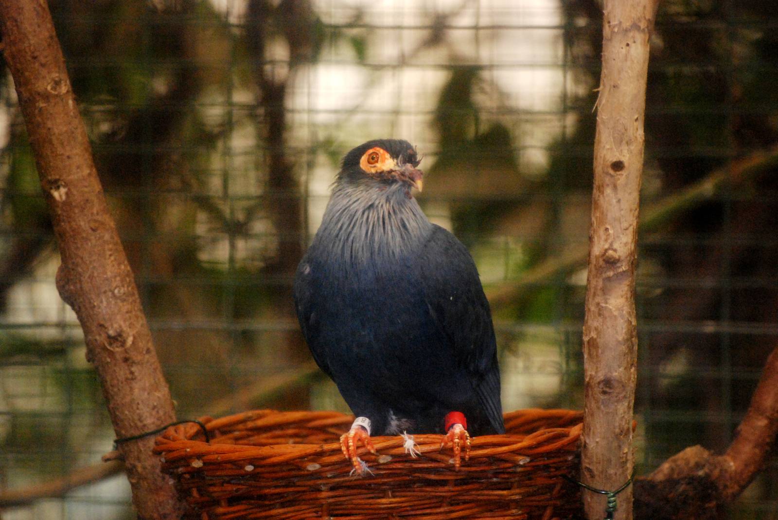 Malagasy Blue Pigeon at Walsrode, 22/03/13