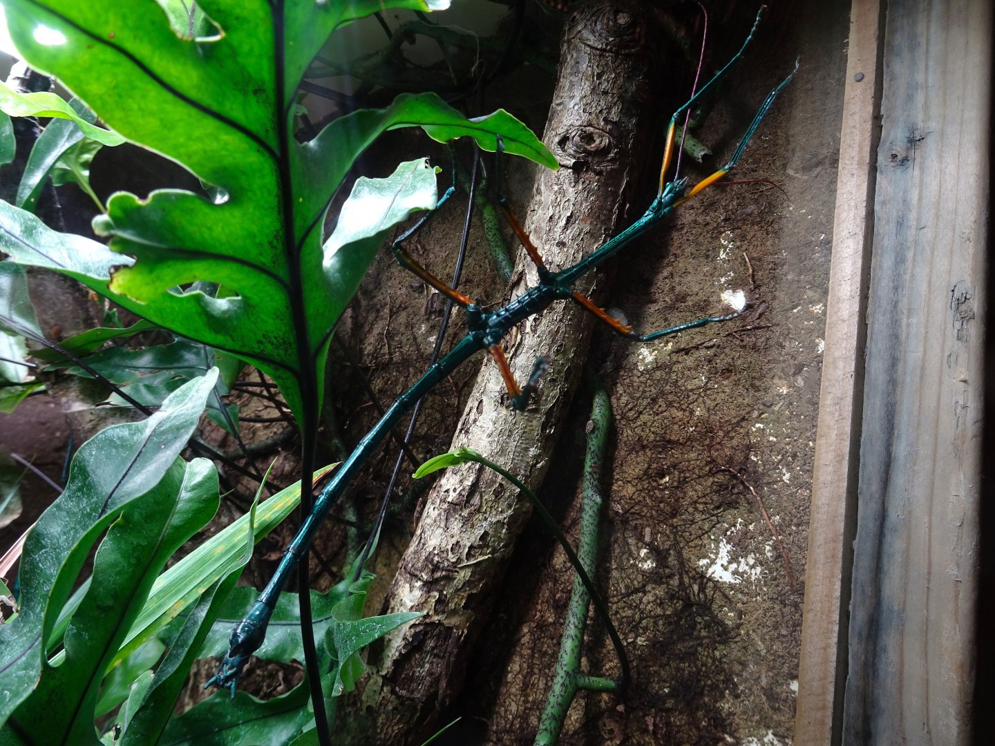 Malagasy Blue Stick Insect 16 August 2025