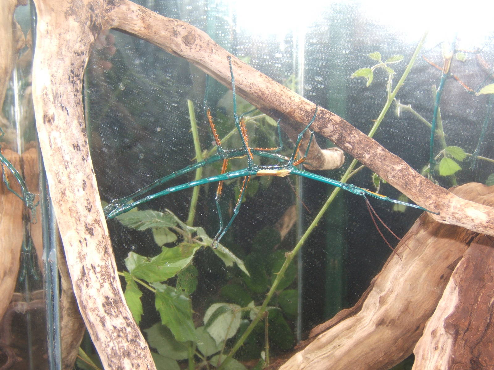 Malagasy Blue Stick Insect (Ahcrioptera fallax)