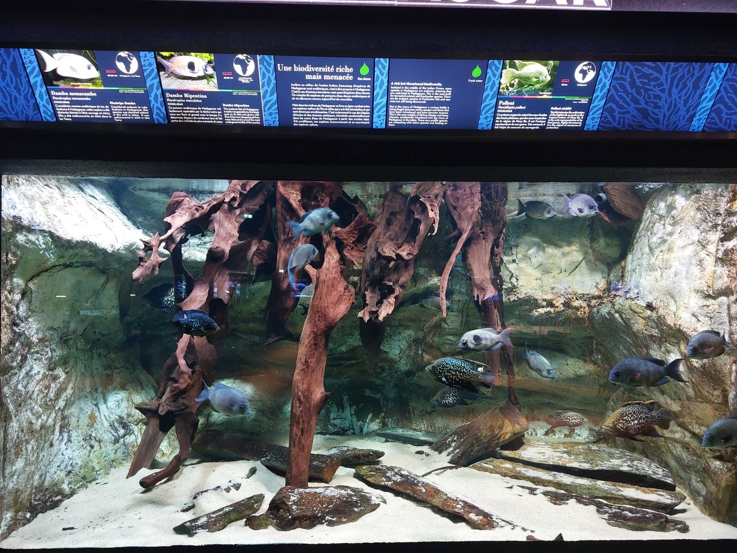 Malagasy cichlid display