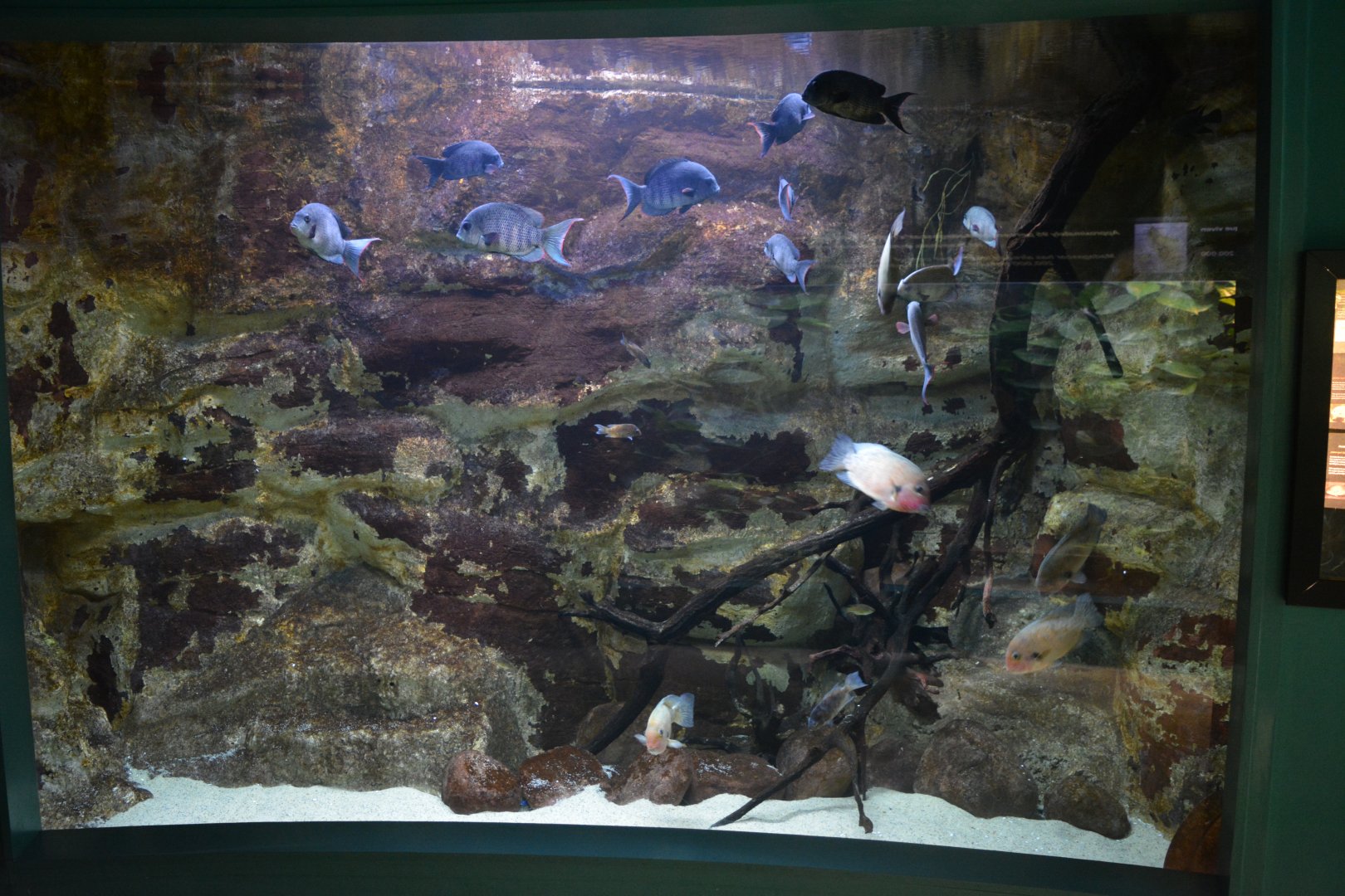 Malagasy cichlids tank