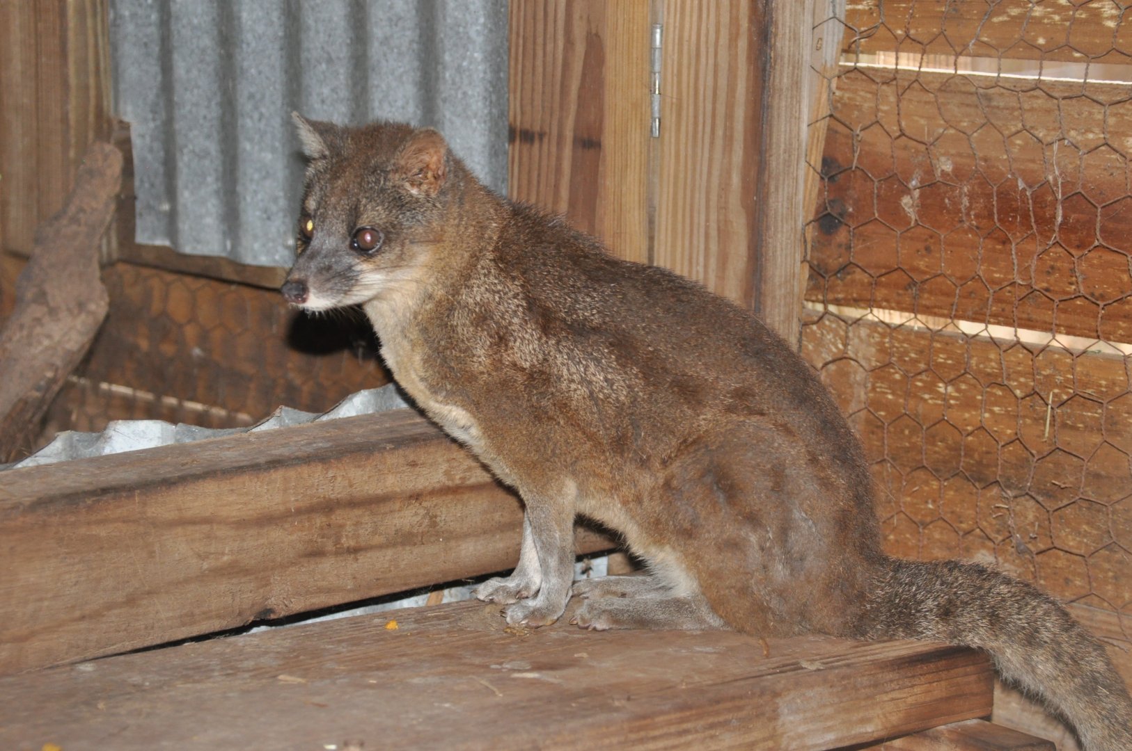 Malagasy civet/ Fossa fossana