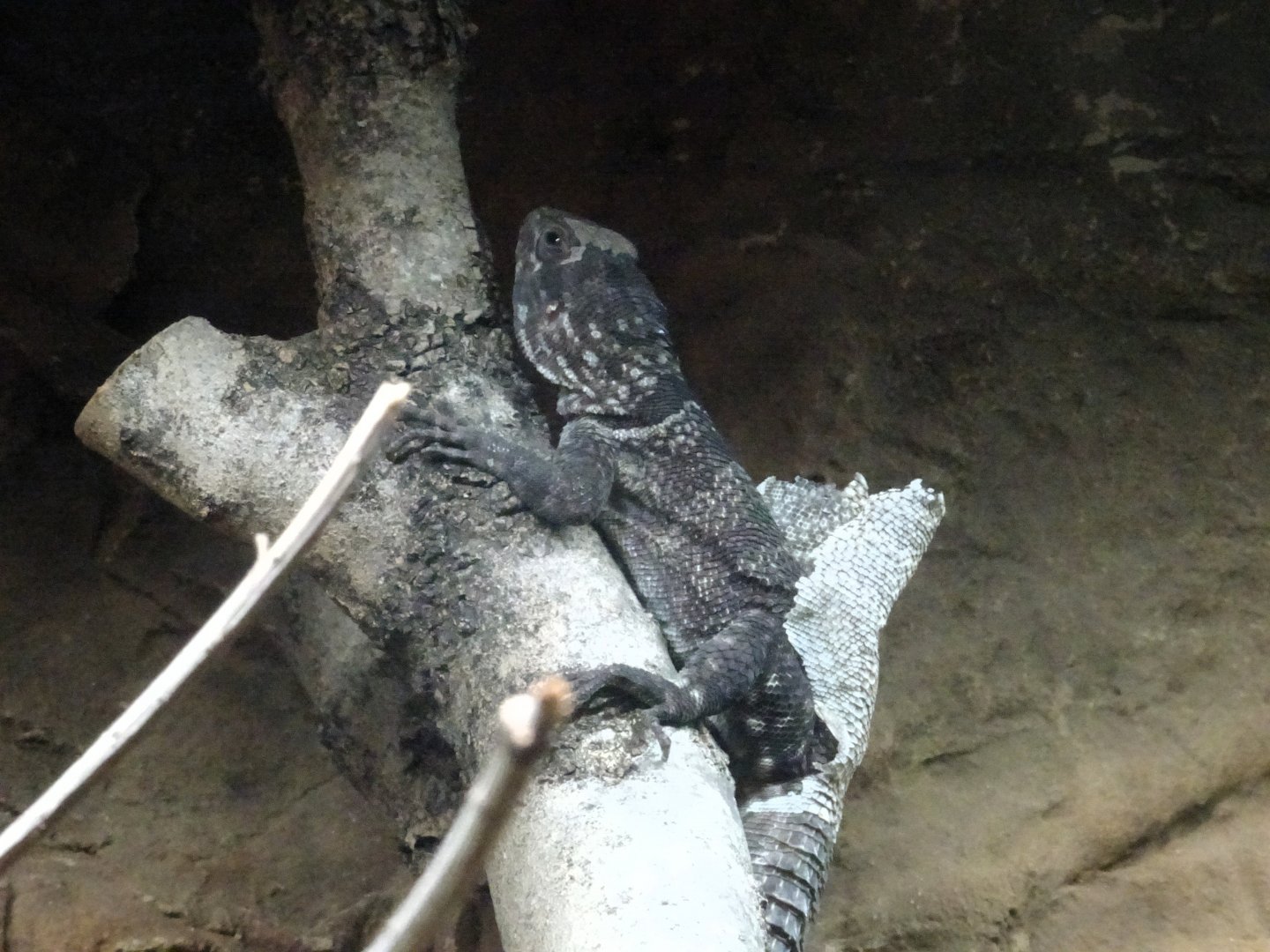 Malagasy Collared Iguana 23 August 2025