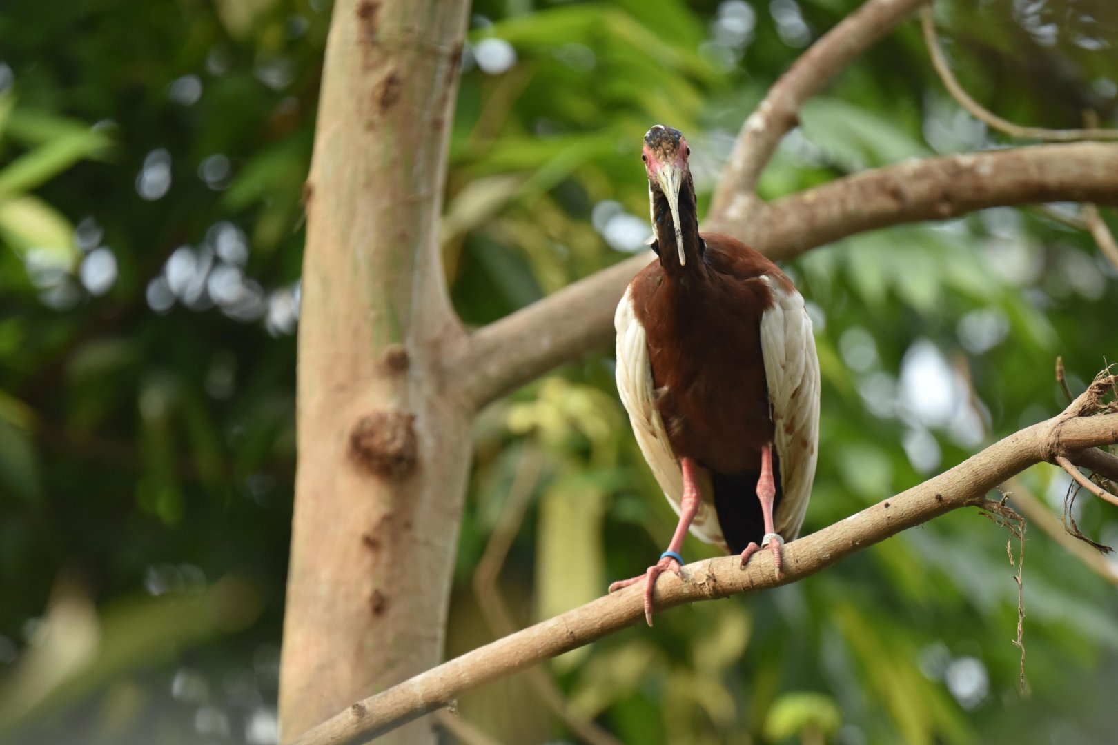 Malagasy crested ibis (Lophotibis cristata)