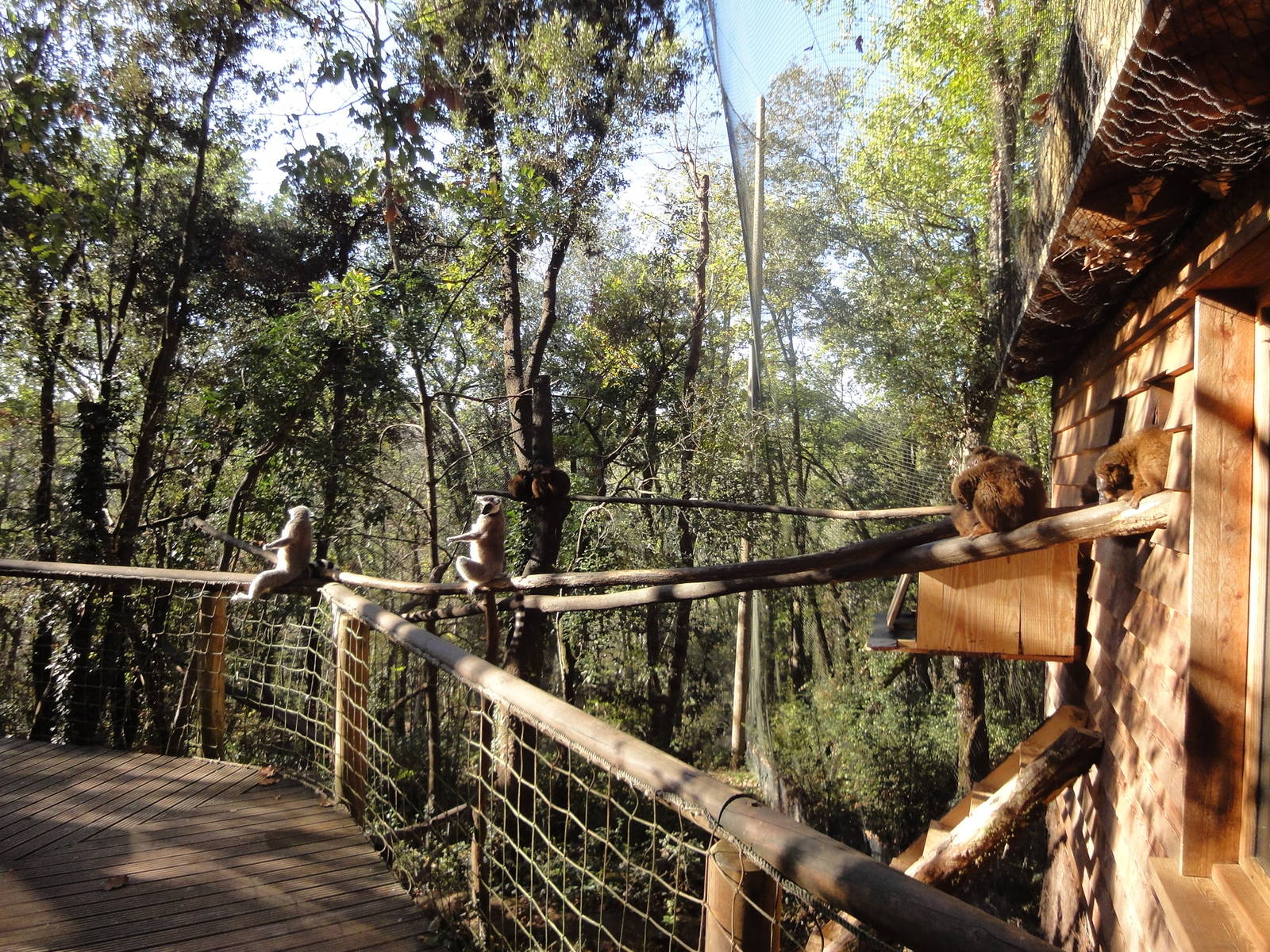 Malagasy enclosure (wintertime)