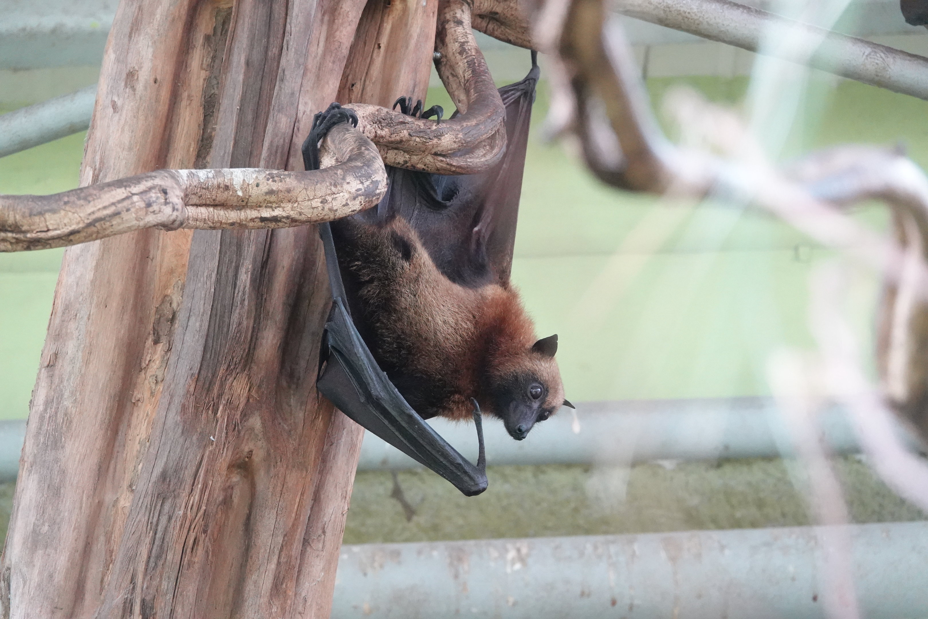 Malagasy flying fox