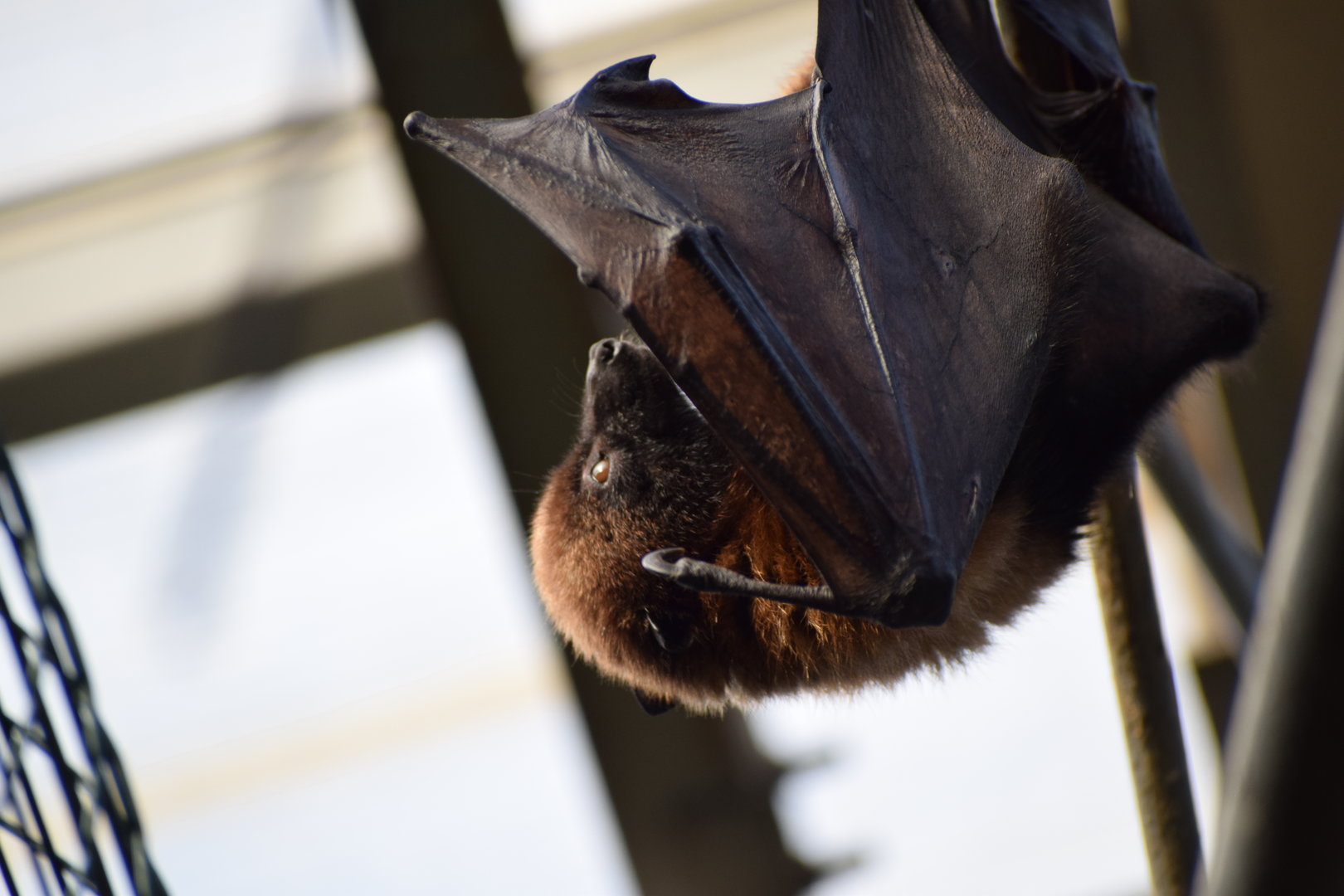 Malagasy flying fox