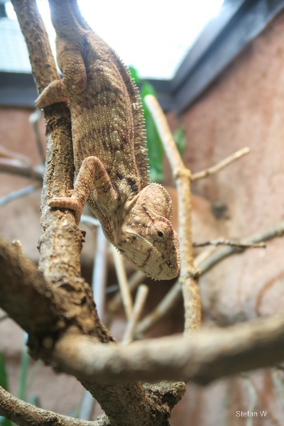 Malagasy giant chameleon (Furcifer oustaleti)