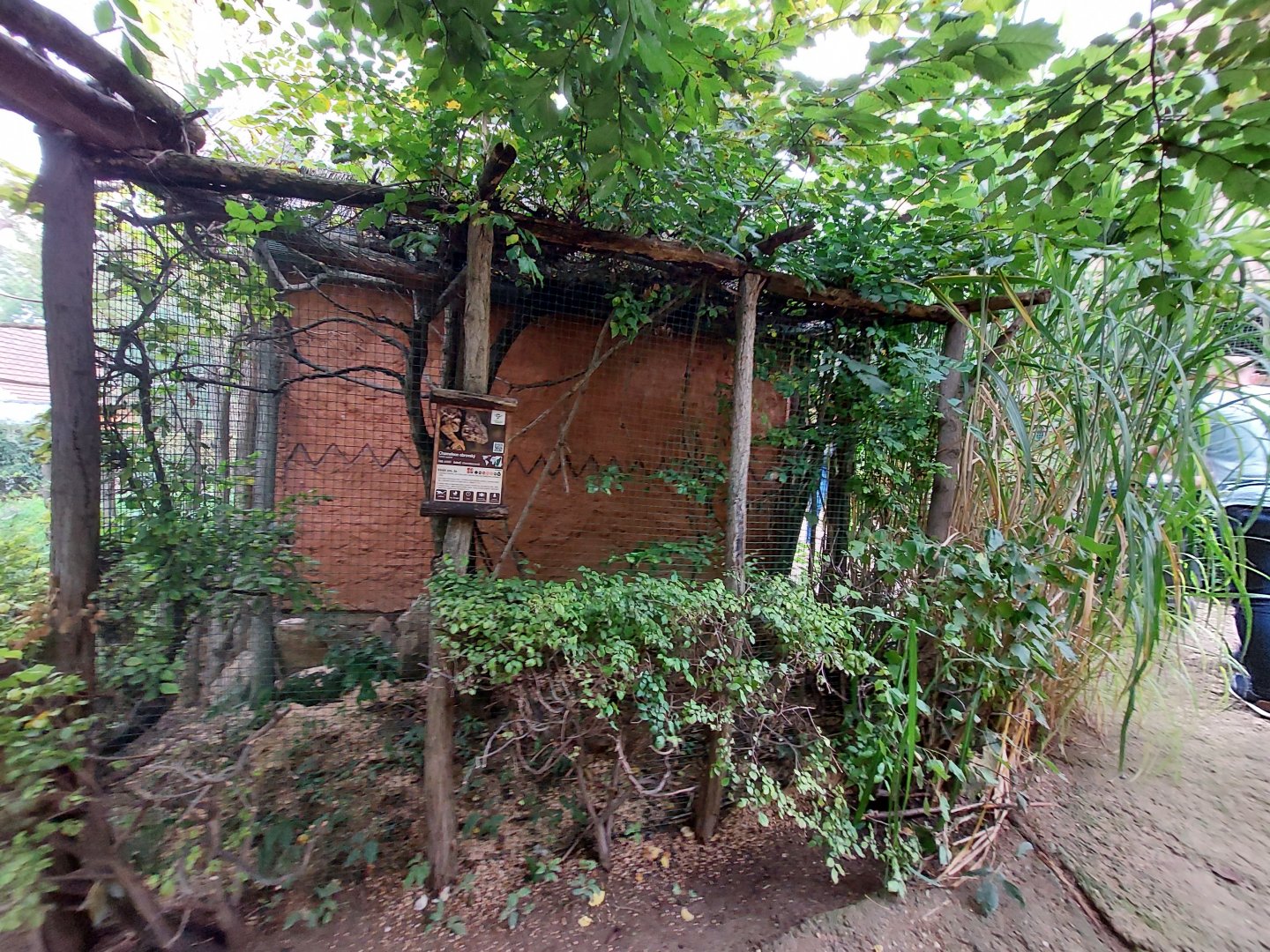 Malagasy giant chameleon summer exhibit