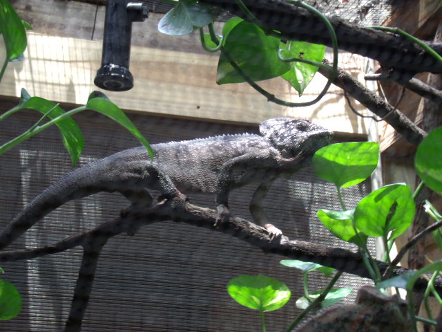 Malagasy Giant Chameleon