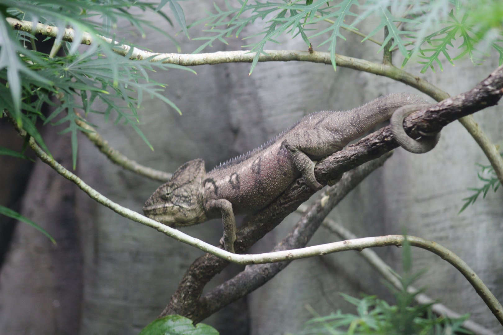Malagasy Giant Chameleon
