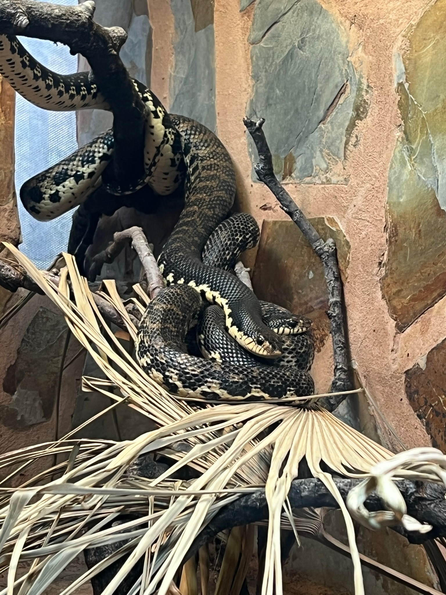 Malagasy giant hog nose