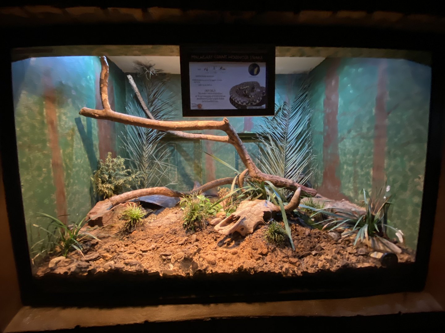 Malagasy giant hog-nosed snake exhibit