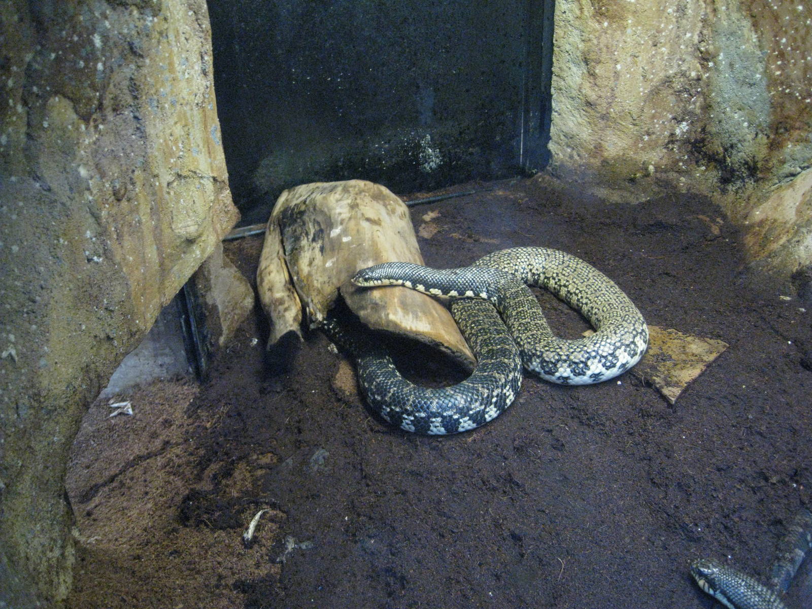 Malagasy Giant Hog-Nosed Snake