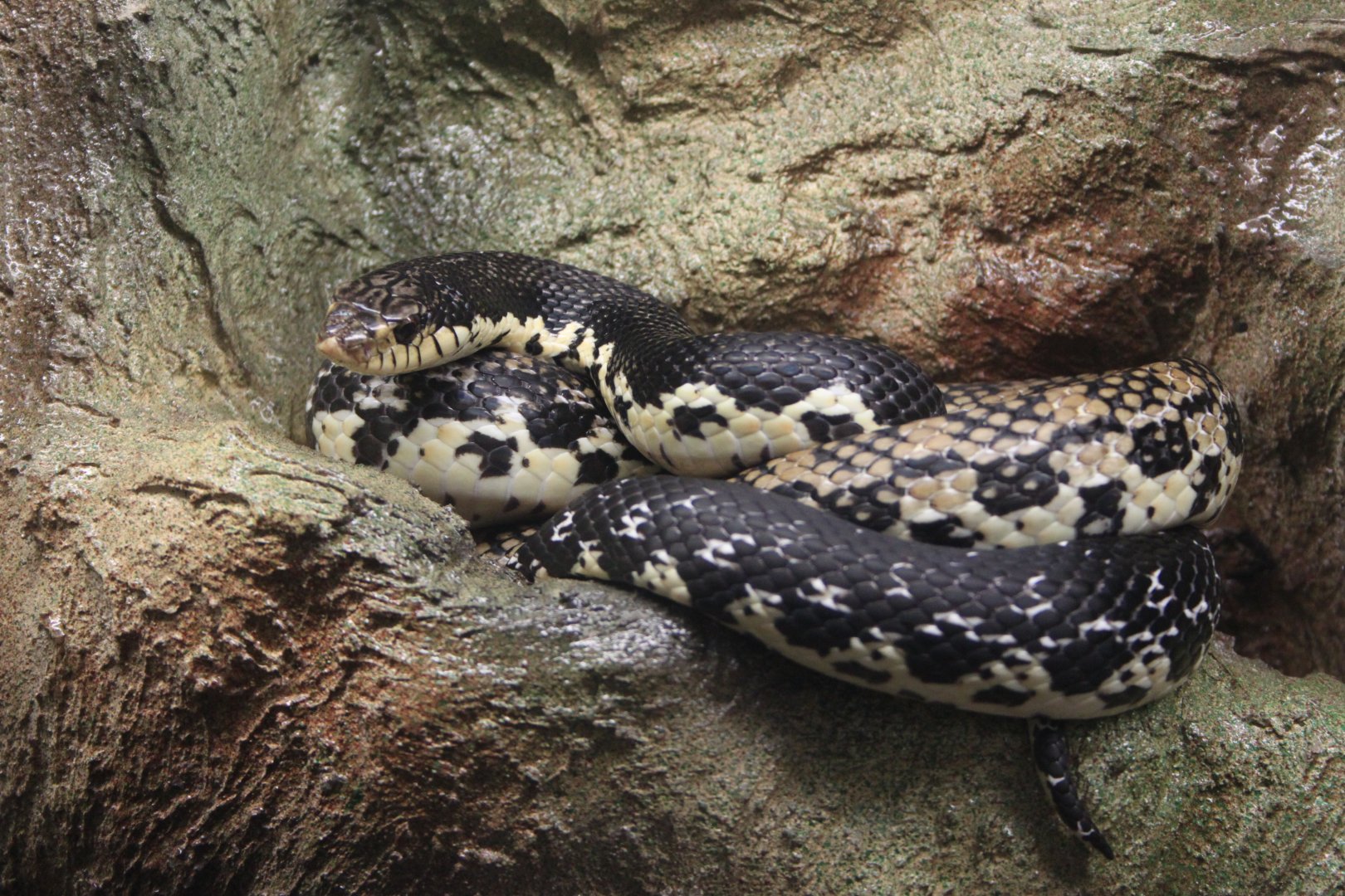 Malagasy giant hognose (Leioheterodon madagascariensis)