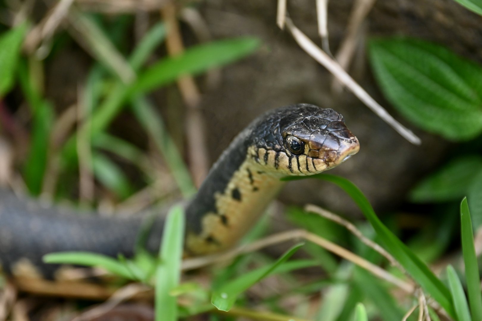Malagasy Giant Hognose (Leioheterodon madagascariensis)