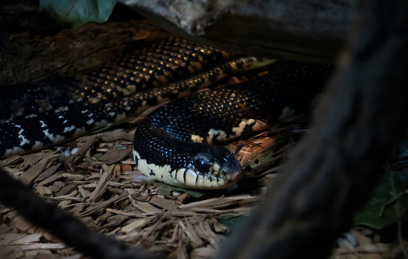 Malagasy Giant Hognose Snake (Leioheterodon madagascariensis)
