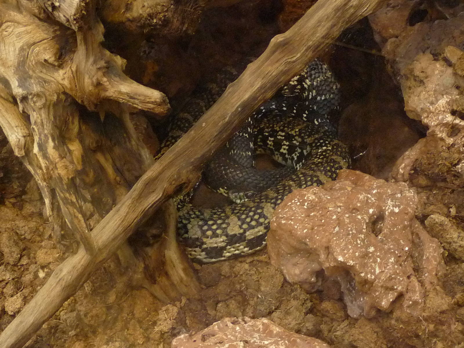 Malagasy giant hognose snake