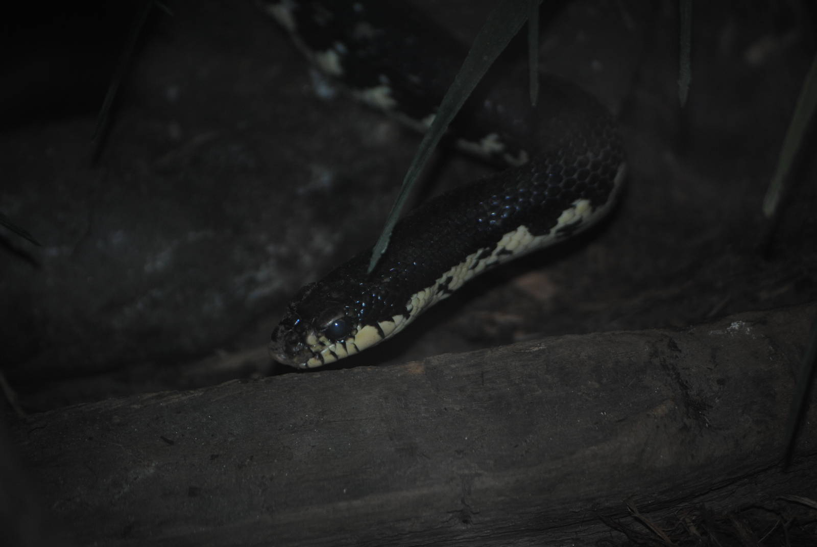 Malagasy Giant Hognose Snake