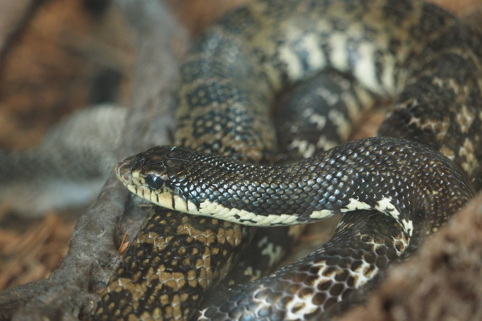 Malagasy giant hognose snake