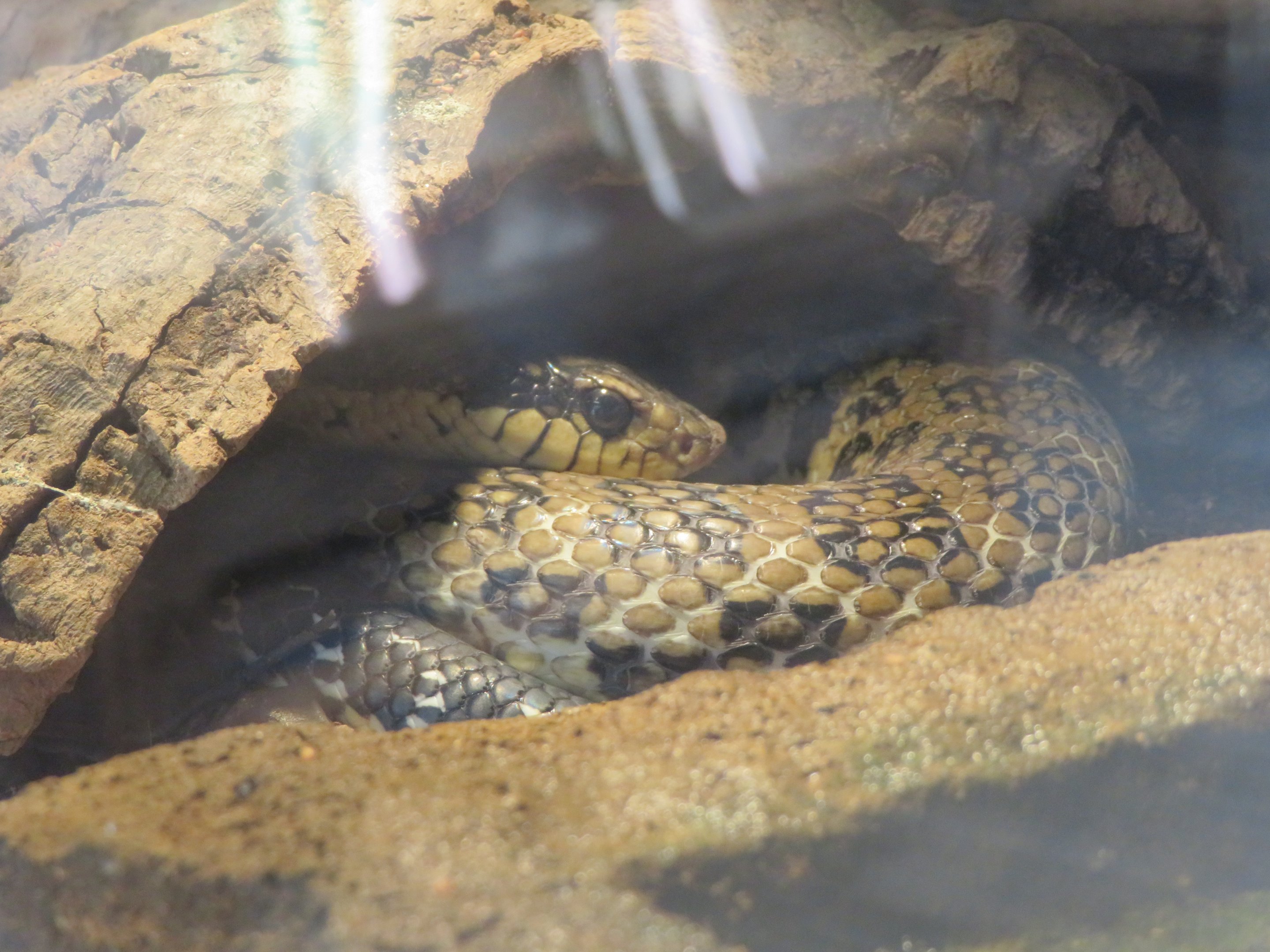 Malagasy Giant Hognose Snake