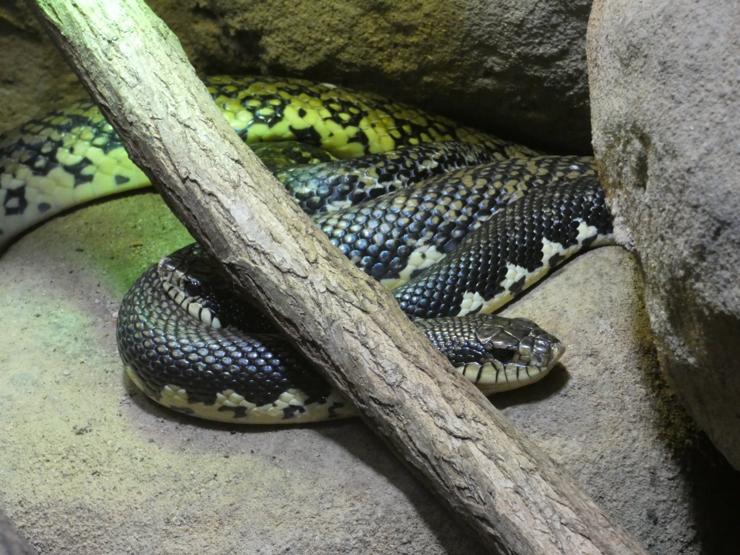Malagasy giant hognose snake