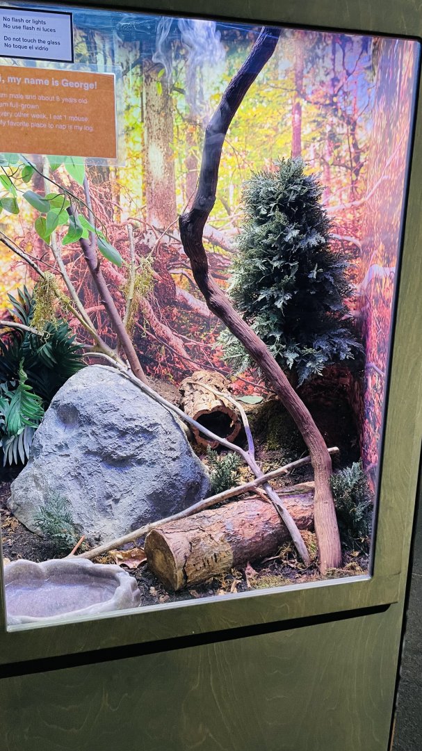 Malagasy Giant Hognose