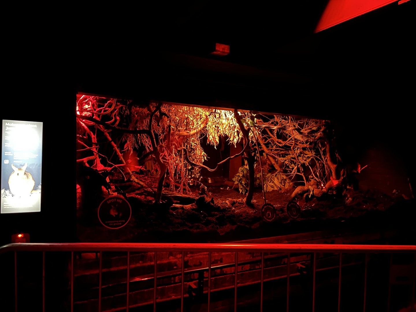 Malagasy giant jumping rat enclosure 12.2.25