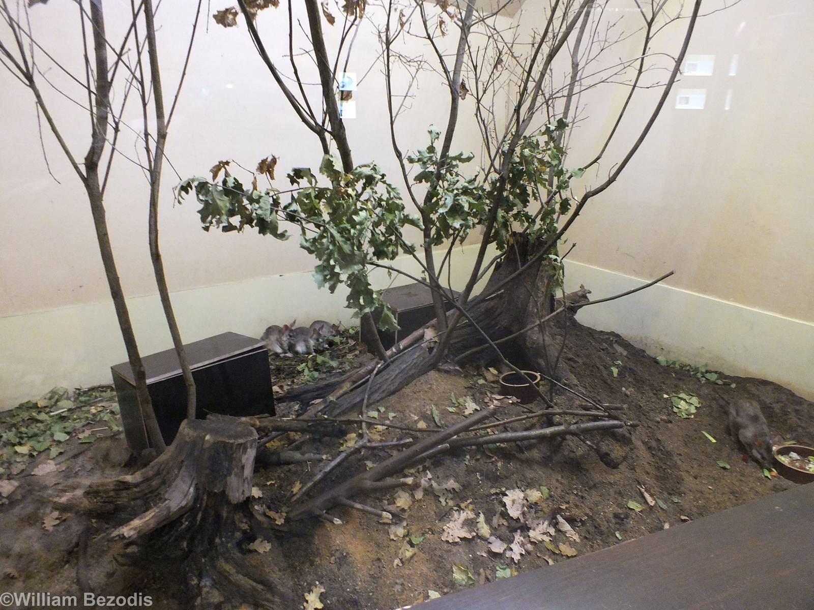 Malagasy Giant Jumping Rat Enclosure