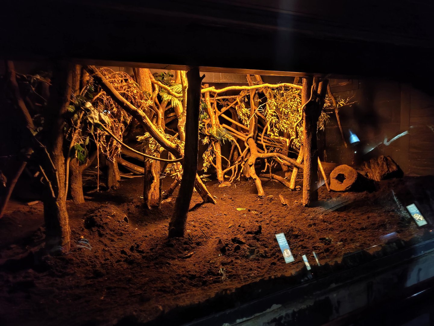 Malagasy giant jumping rat enclosure