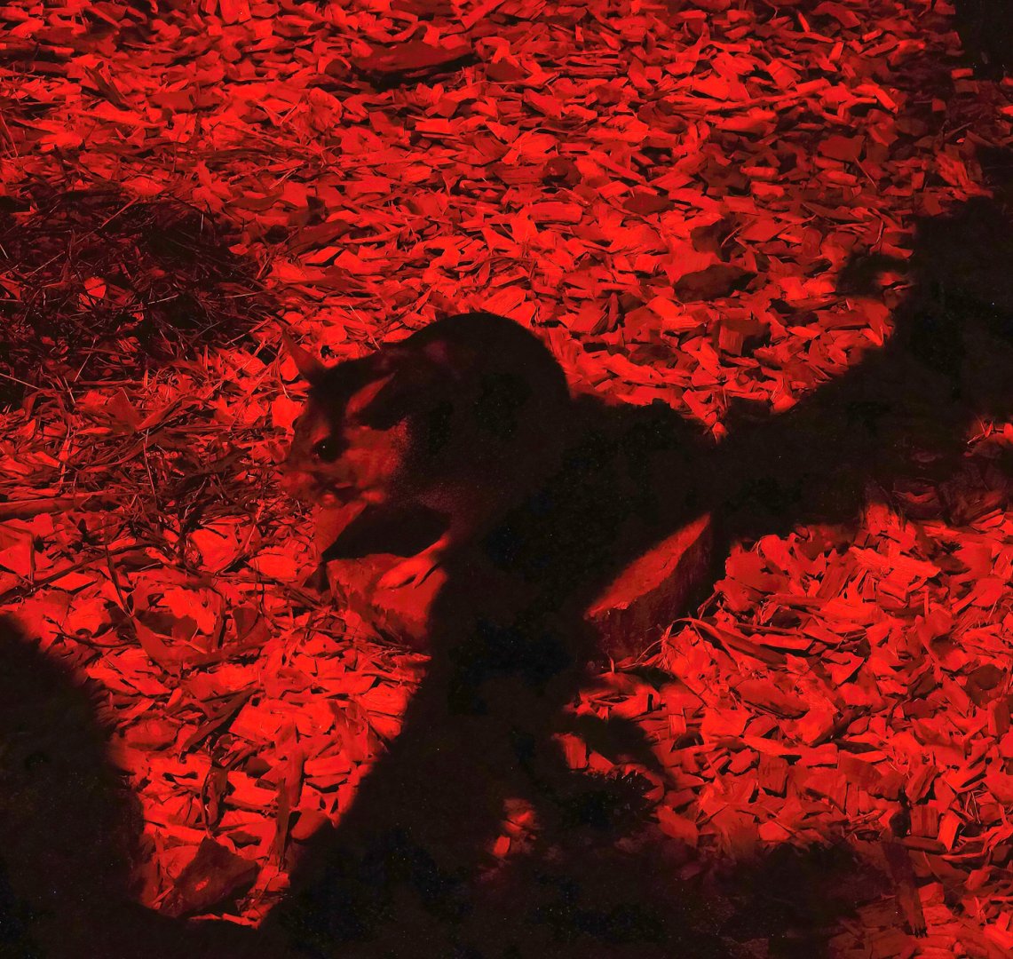 Malagasy giant jumping rat or Votsovotsa (Hypogeomys antimena), 2023-09-24