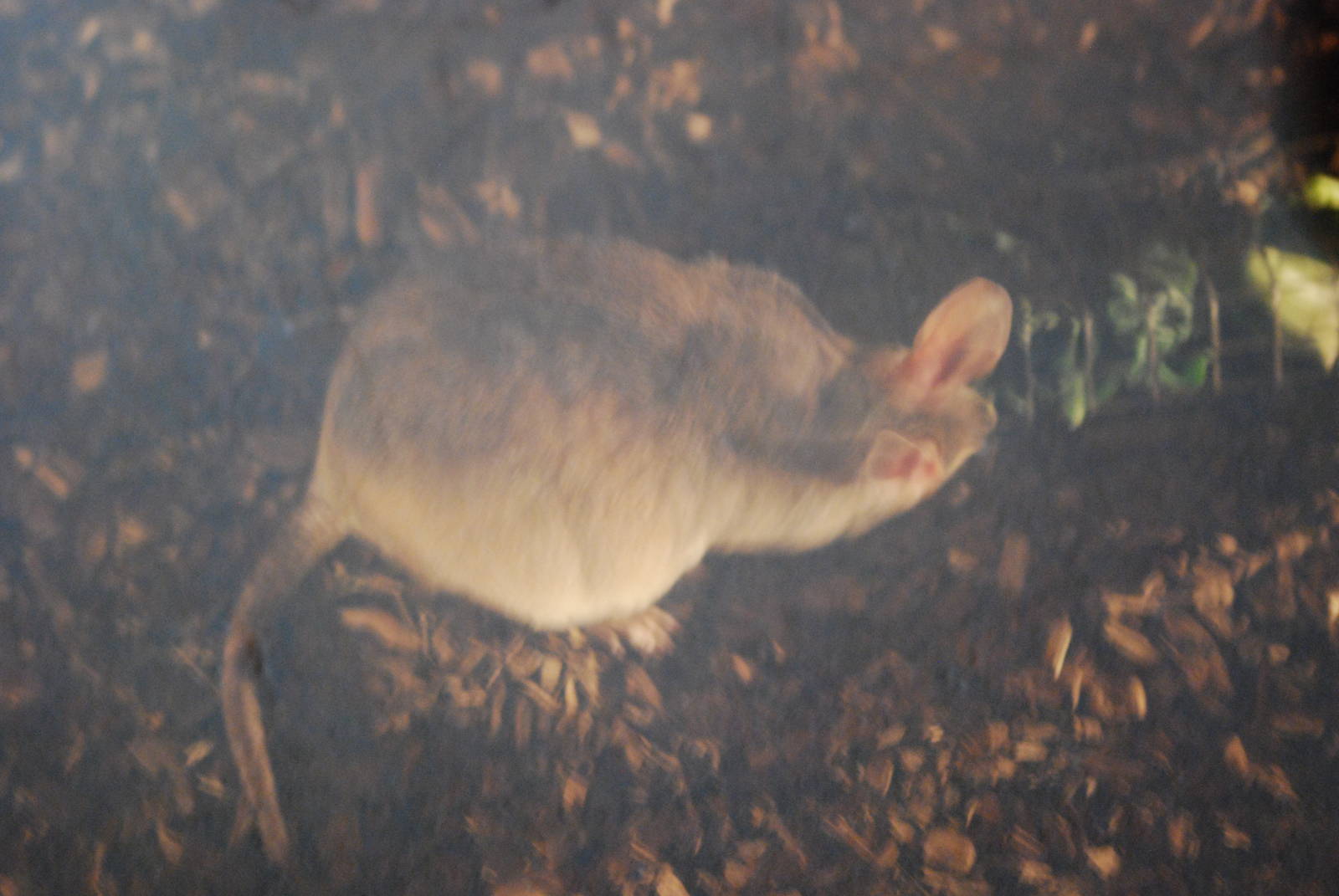 Malagasy giant jumping rat
