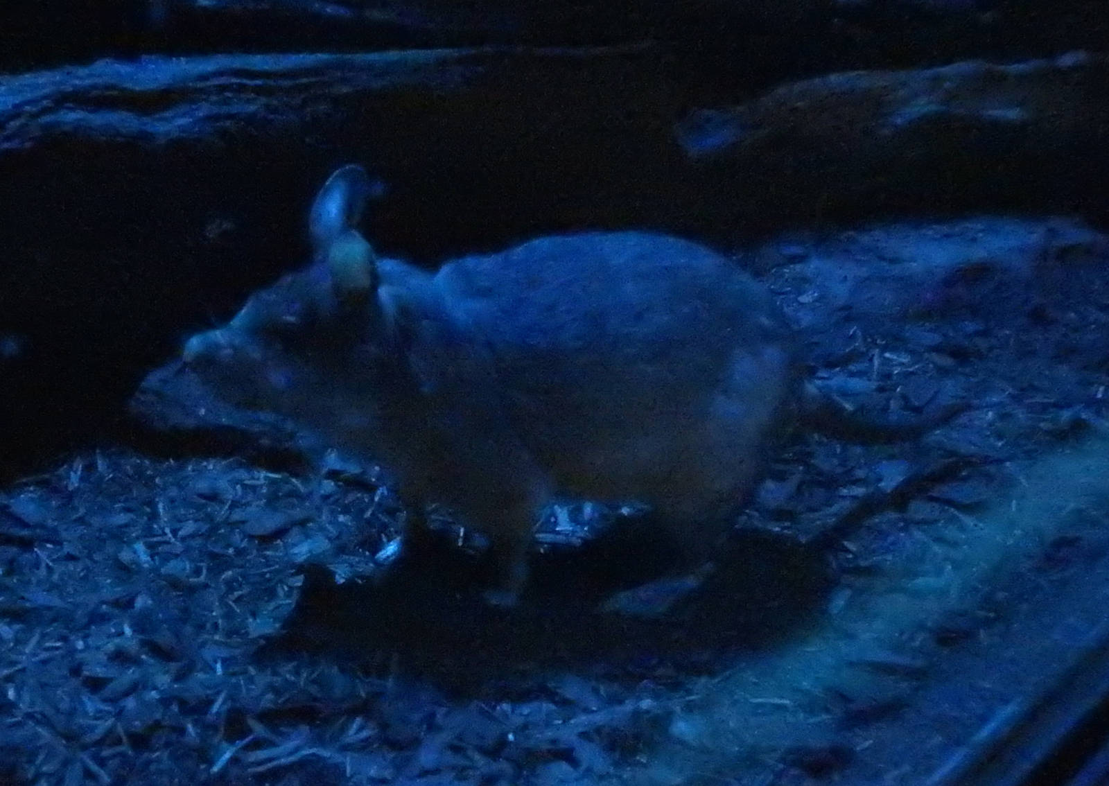 Malagasy Giant Jumping Rat