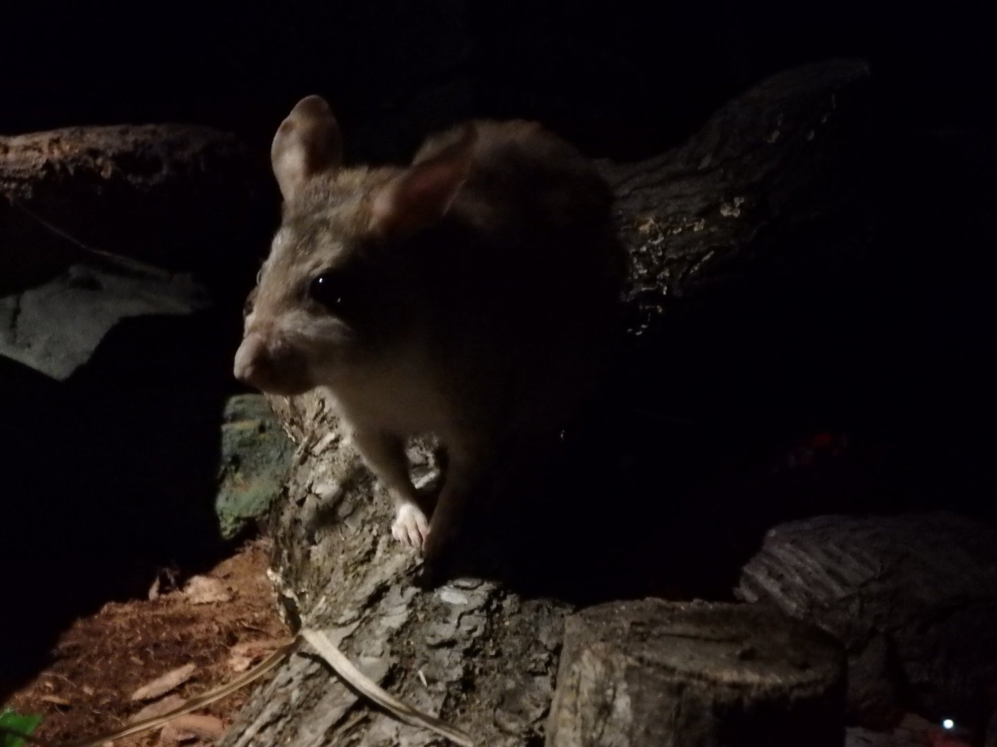 Malagasy giant jumping rat