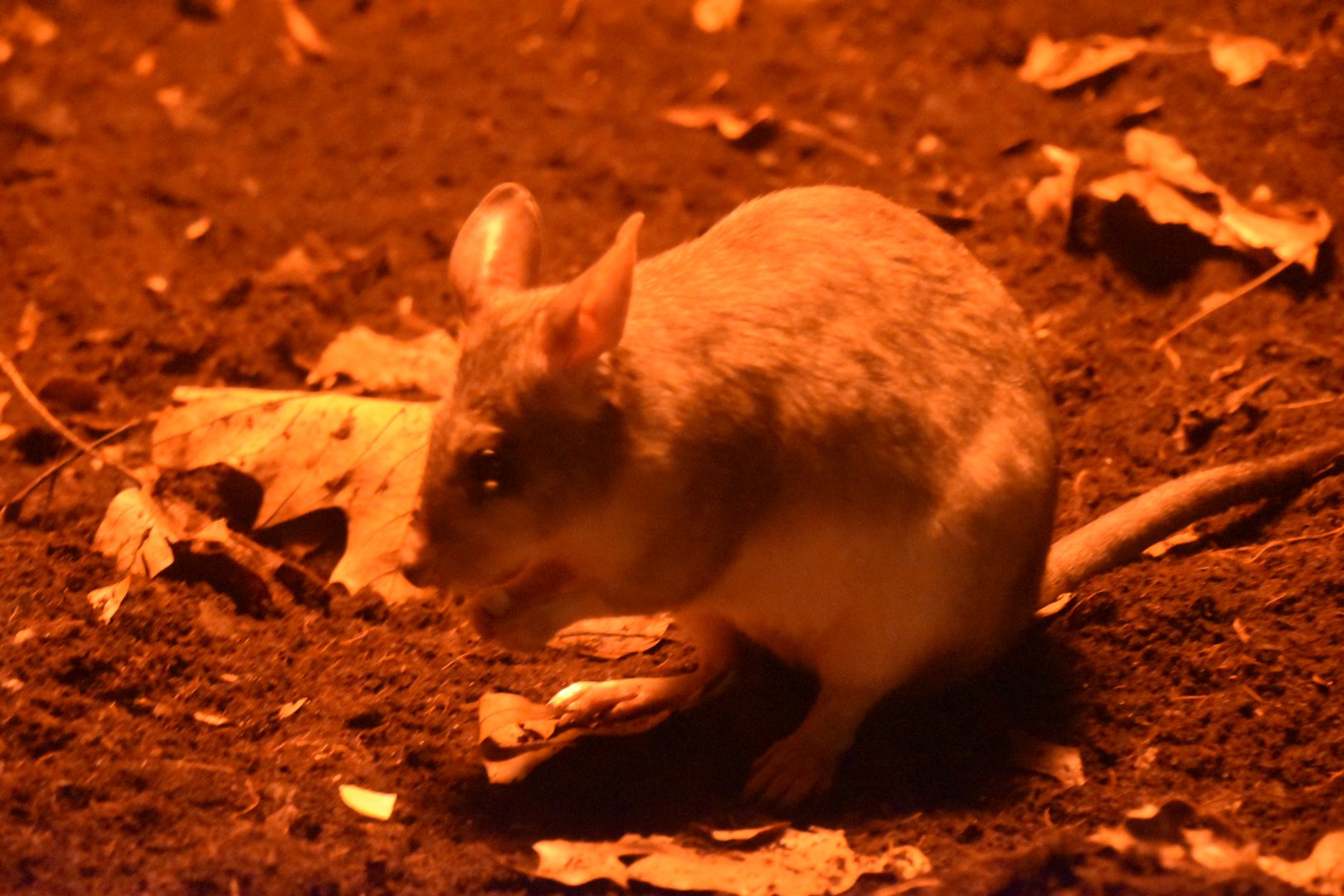 Malagasy giant jumping rat