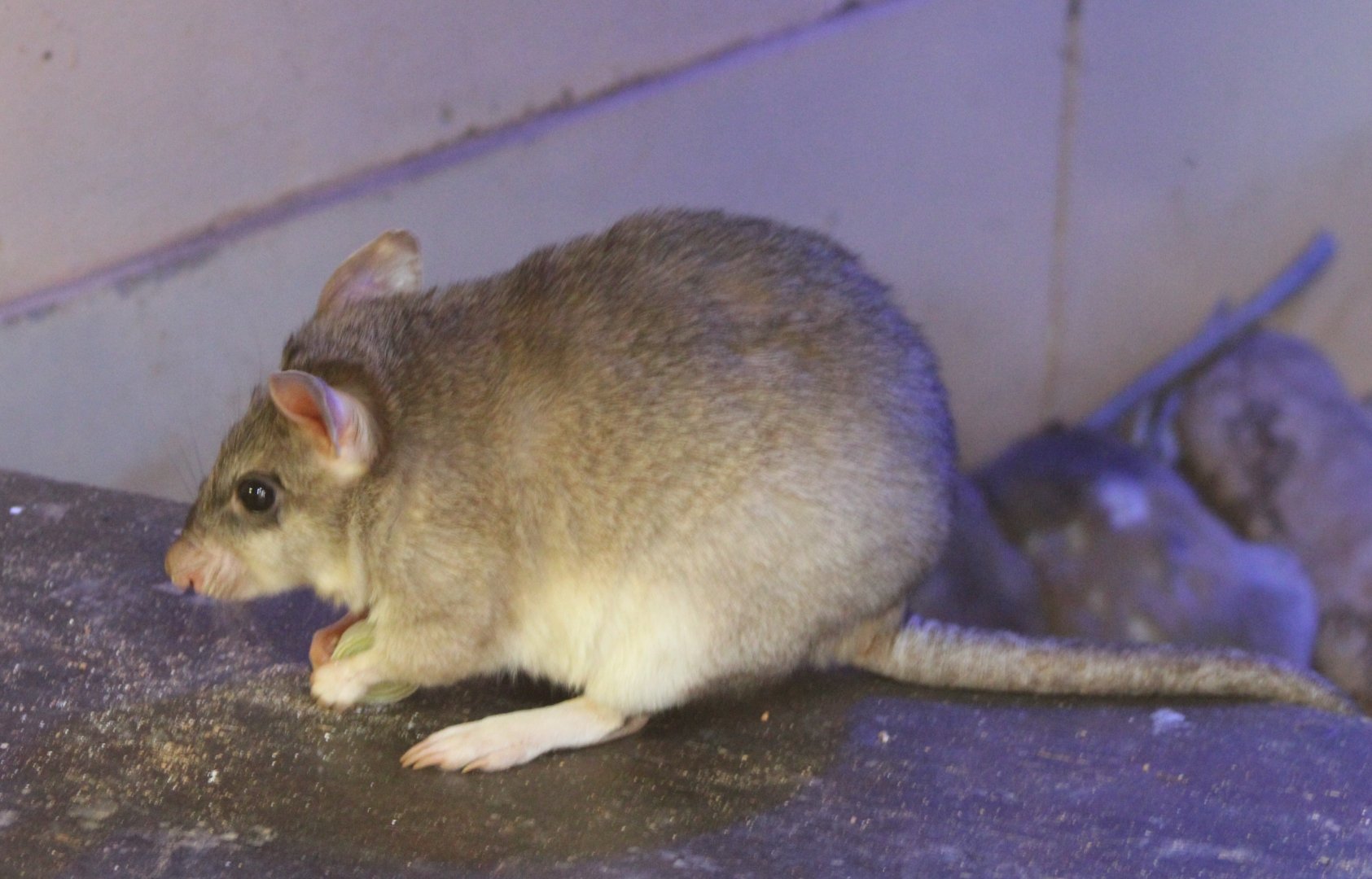 Malagasy giant jumping rat